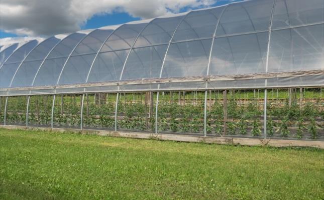 Hoophouse filled with rows of pepper and tomato plants